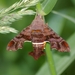 Amphion floridensis - Photo (c) Kent Miller, algunos derechos reservados (CC BY-ND), uploaded by Kent Miller