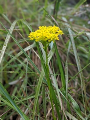 Polygala ramosa