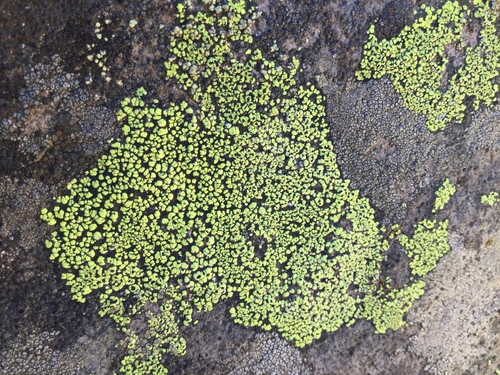 iNaturalist observation photo of Map Lichens