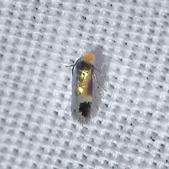 Stigmella resplendensella