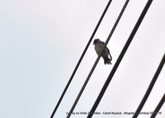 Pygochelidon cyanoleuca