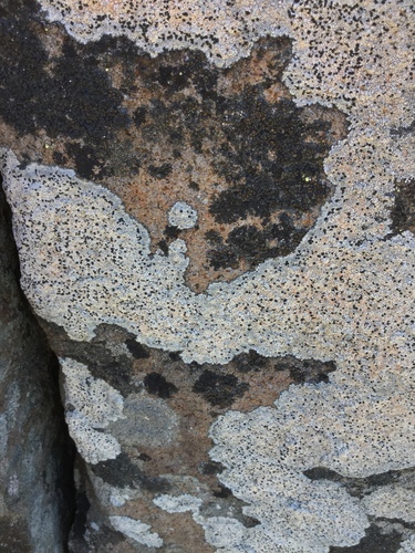 iNaturalist observation photo of Tile Lichen