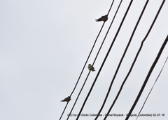 Pygochelidon cyanoleuca