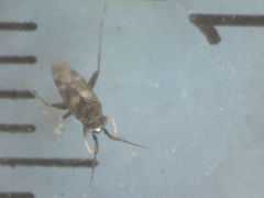 Spanagonicus albofasciatus