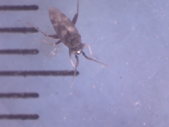 Spanagonicus albofasciatus