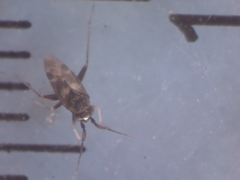 Spanagonicus albofasciatus