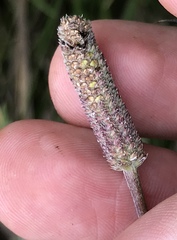 Lippia stoechadifolia