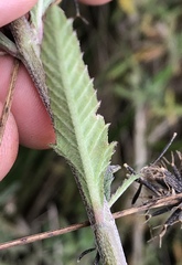 Lippia stoechadifolia