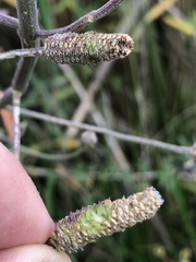 Lippia stoechadifolia