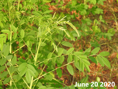 Sophora flavescens
