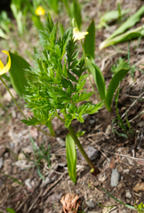 Ligusticum