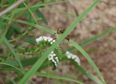 Neorhynchocephalus