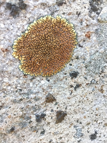 iNaturalist observation photo of Stonewall Rim Lichen