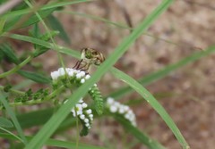 Neorhynchocephalus