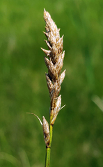 Carex prairea