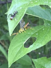 Labeninae