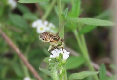 Neorhynchocephalus