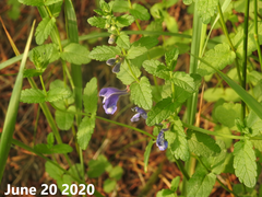 Scutellaria strigillosa