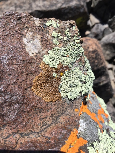 iNaturalist observation photo of Common Lichens