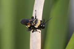 Triepeolus concavus