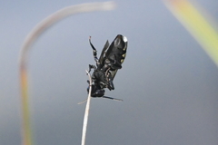 Triepeolus concavus