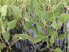 Eupatorium mikanioides