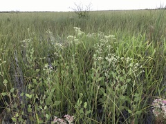 Eupatorium mikanioides
