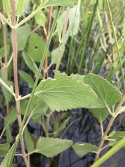Eupatorium mikanioides