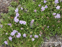 Scabiosa lacerifolia