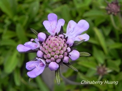 Scabiosa lacerifolia