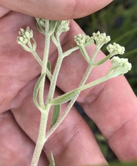 Eupatorium mikanioides