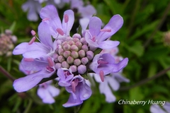 Scabiosa lacerifolia