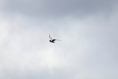 Chroicocephalus ridibundus