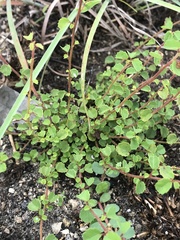 Ayenia euphrasiifolia