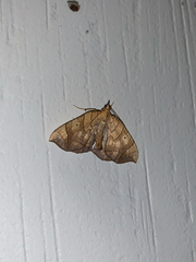 Eulithis gracilineata