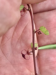 Ayenia euphrasiifolia