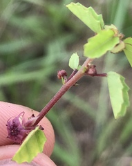 Ayenia euphrasiifolia