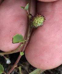 Ayenia euphrasiifolia