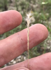 Schizachyrium gracile