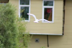 Chroicocephalus ridibundus