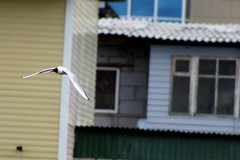 Chroicocephalus ridibundus