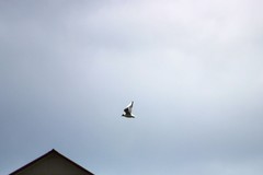 Chroicocephalus ridibundus