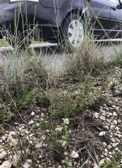 Schizachyrium gracile