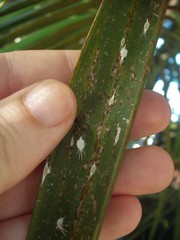 Laminicoccus flandersi