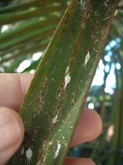 Laminicoccus flandersi