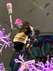 Bombus pensylvanicus image