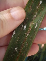 Laminicoccus flandersi