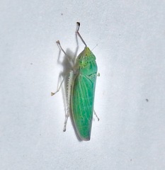 Draeculacephala inscripta