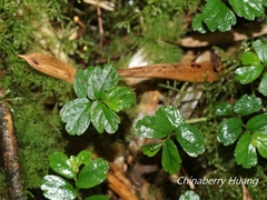 Elatostema obtusum trilobulatum