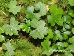 Hydrocotyle setulosa